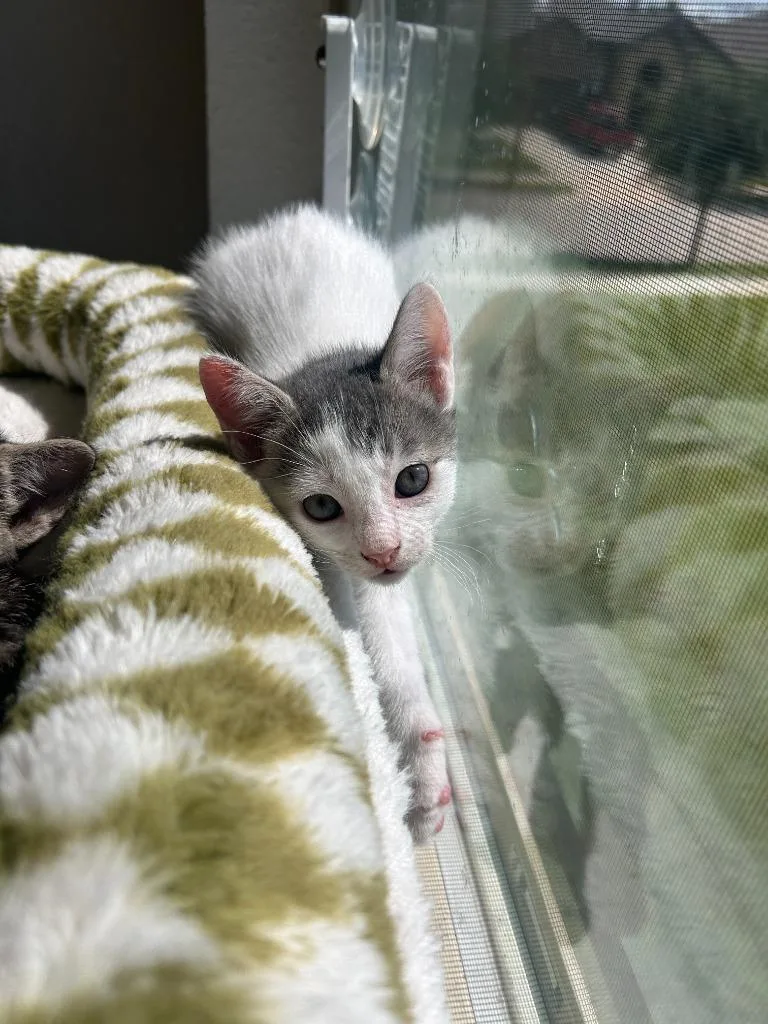 A baby small-sized male Domestic Short Hair cat named Ash for adoption in Lewisville, TX