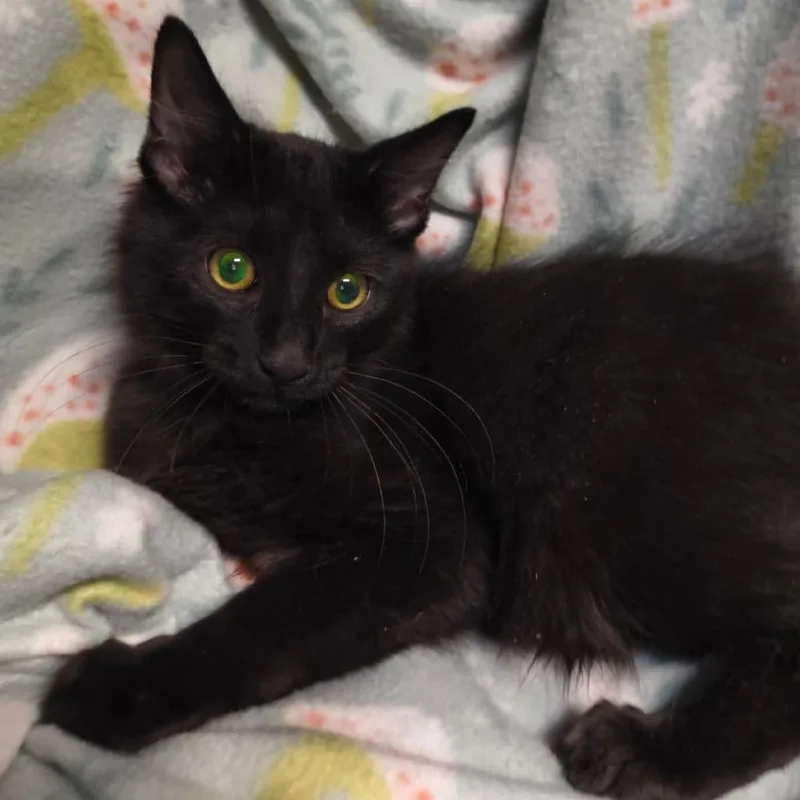 A baby small-sized male Black Domestic Medium Hair cat named Inky for adoption in Laredo, TX