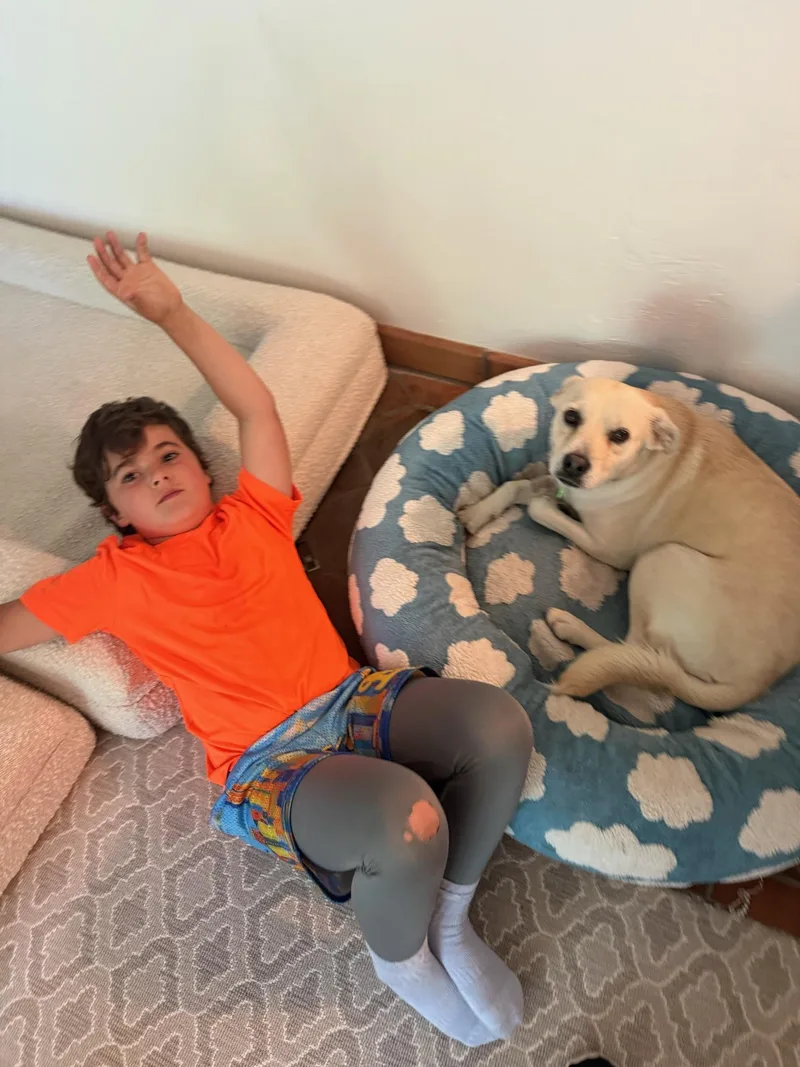 A young medium-sized female White / Cream Labrador Retriever dog named Breezy for adoption in LOS ANGELES, CA