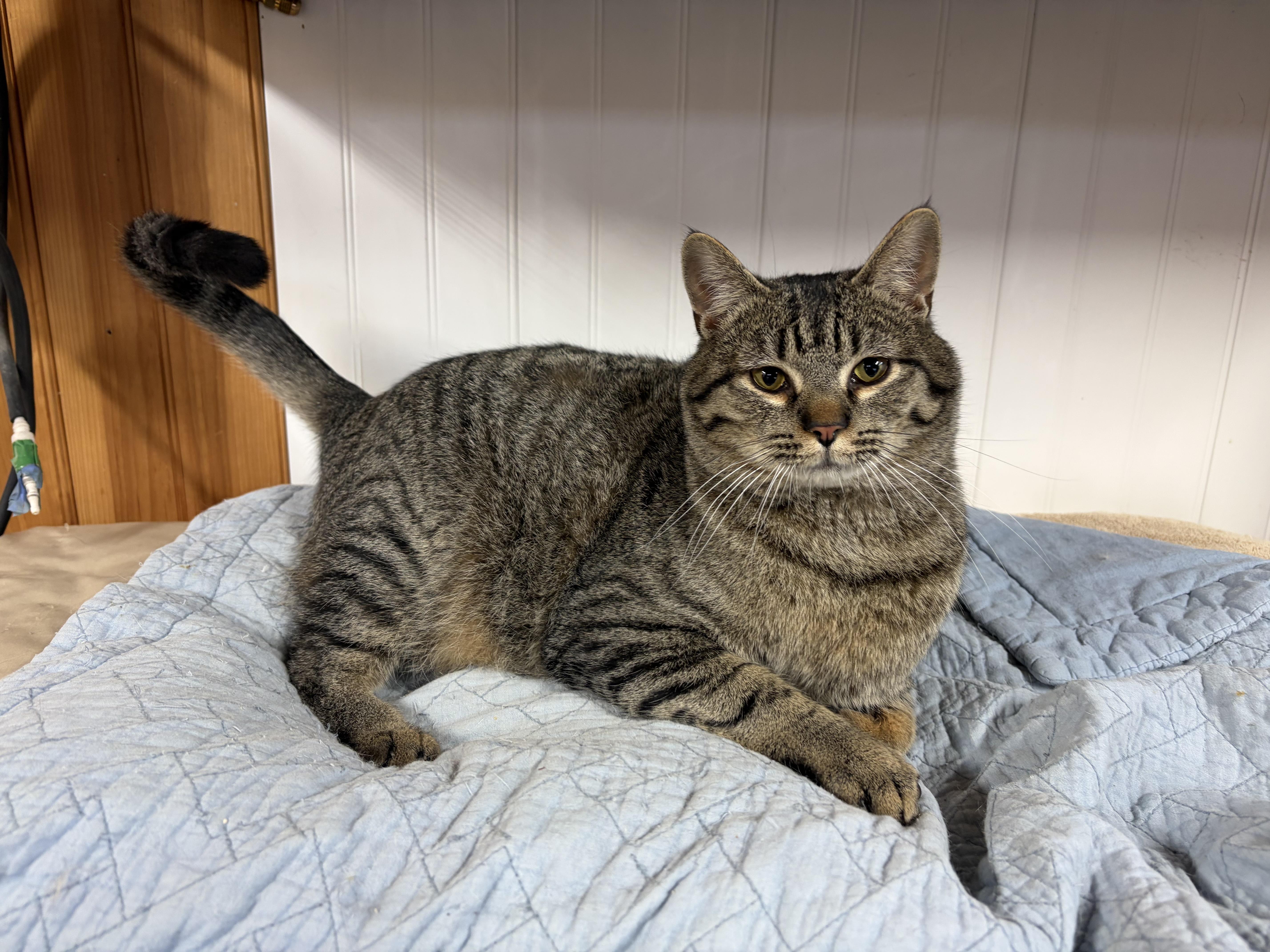 A young medium-sized male Tabby (Gray / Blue / Silver) Domestic Short Hair cat named Cameron for adoption in Mechanicsburg, PA