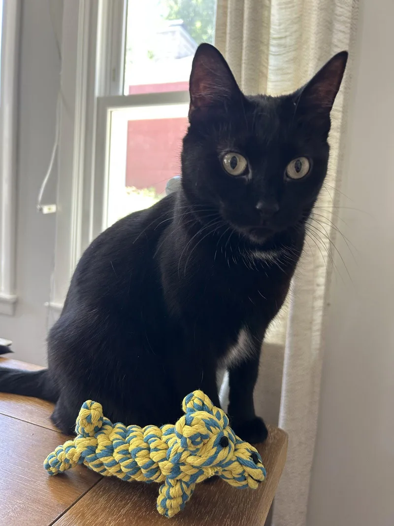 An adult medium-sized female Black Domestic Short Hair cat named Kealohi for adoption in Wheaton, IL