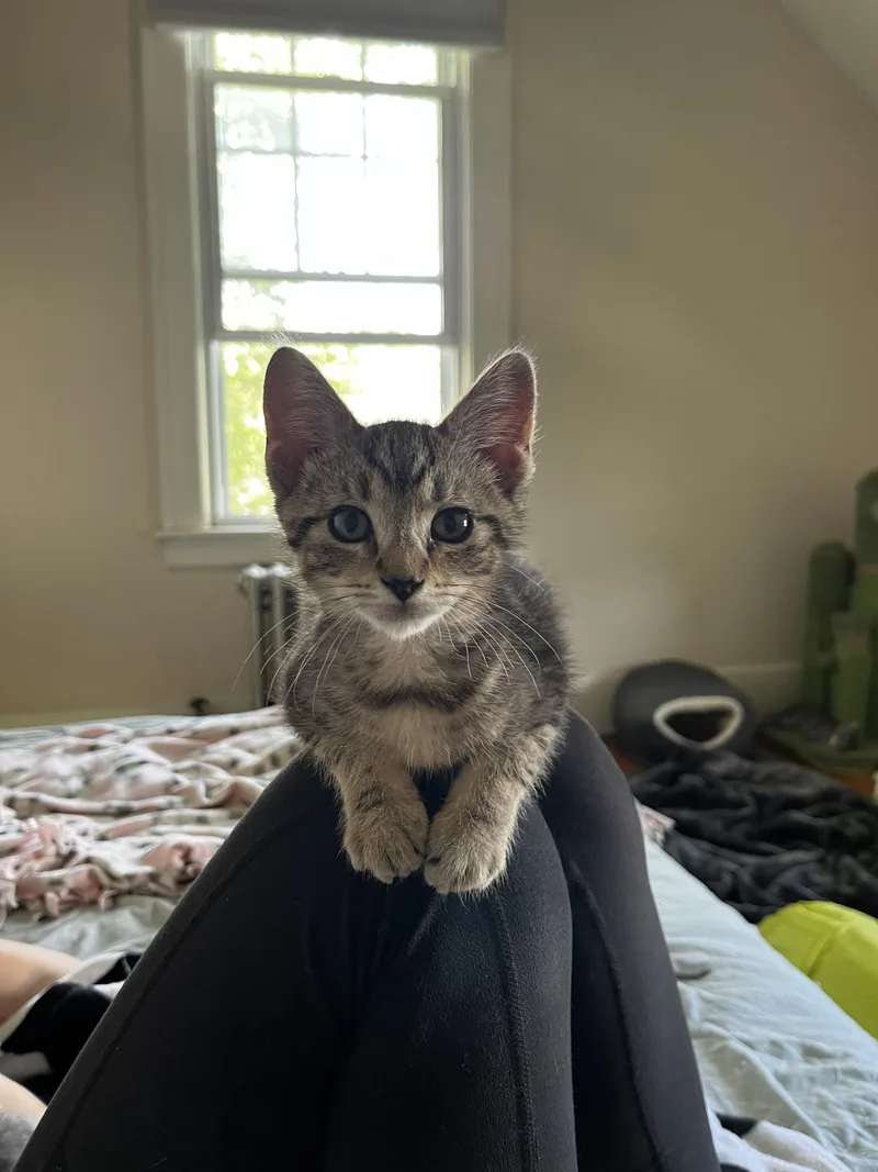 A baby medium-sized male Tabby (Buff / Tan / Fawn) Domestic Short Hair cat named Eric for adoption in Springfield, MA