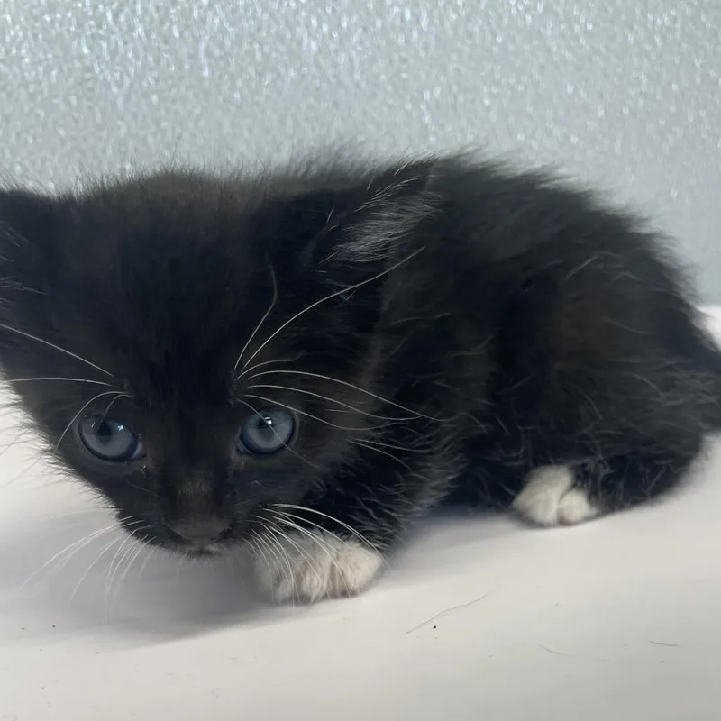 A baby small-sized female Black Domestic Short Hair cat named Treasure for adoption in Tampa, FL