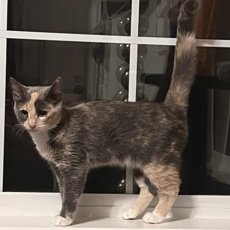 A baby small-sized female Calico Domestic Short Hair cat named Koya for adoption in Fredericksburg, VA