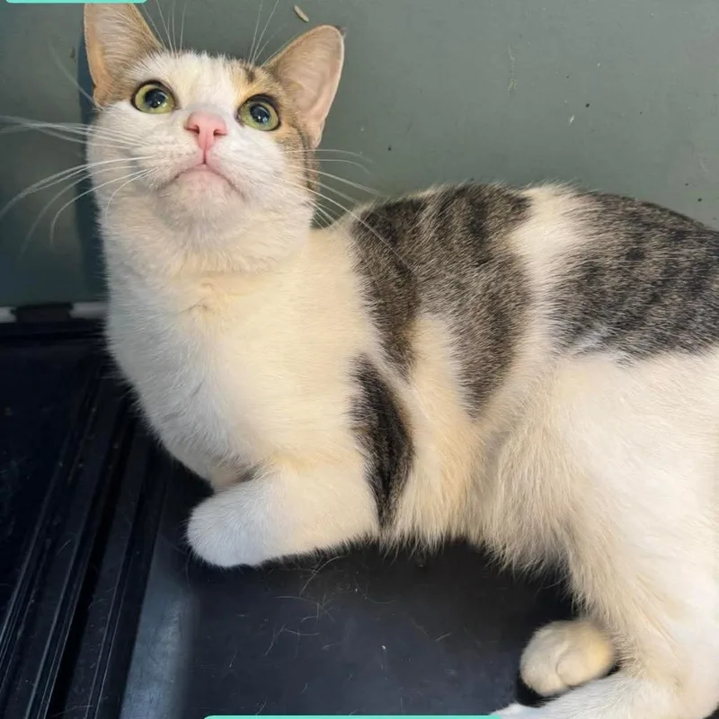 An adult small-sized male Domestic Short Hair cat named Frankie for adoption in Ringtown, PA