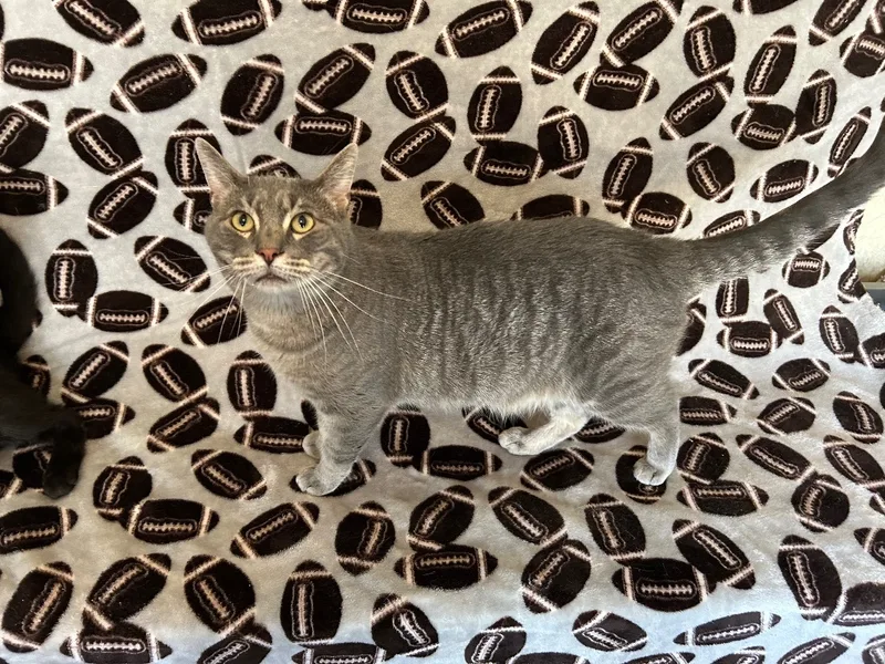 Wolf Man Jack thumbnail 2