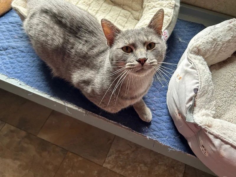 Wolf Man Jack thumbnail 3