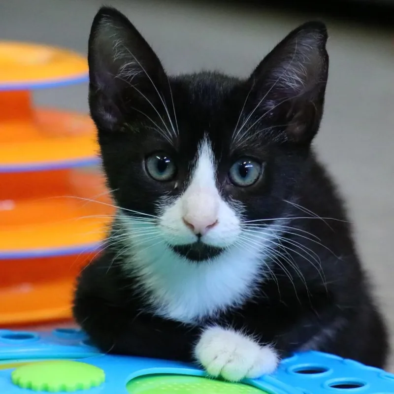 A baby small-sized female Domestic Short Hair cat named Salem for adoption in Sarasota, FL