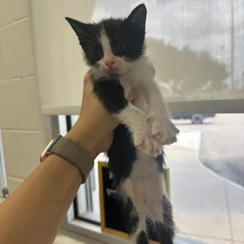 A baby small-sized male Domestic Short Hair cat named Sprite for adoption in Corpus Christi, TX