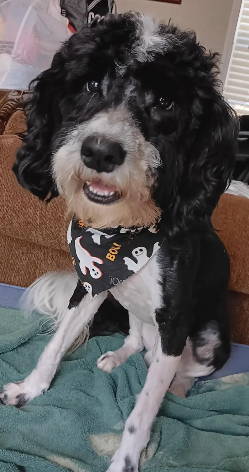 An adult medium-sized male Miniature Poodle dog named Winston for adoption in merrillville, IN
