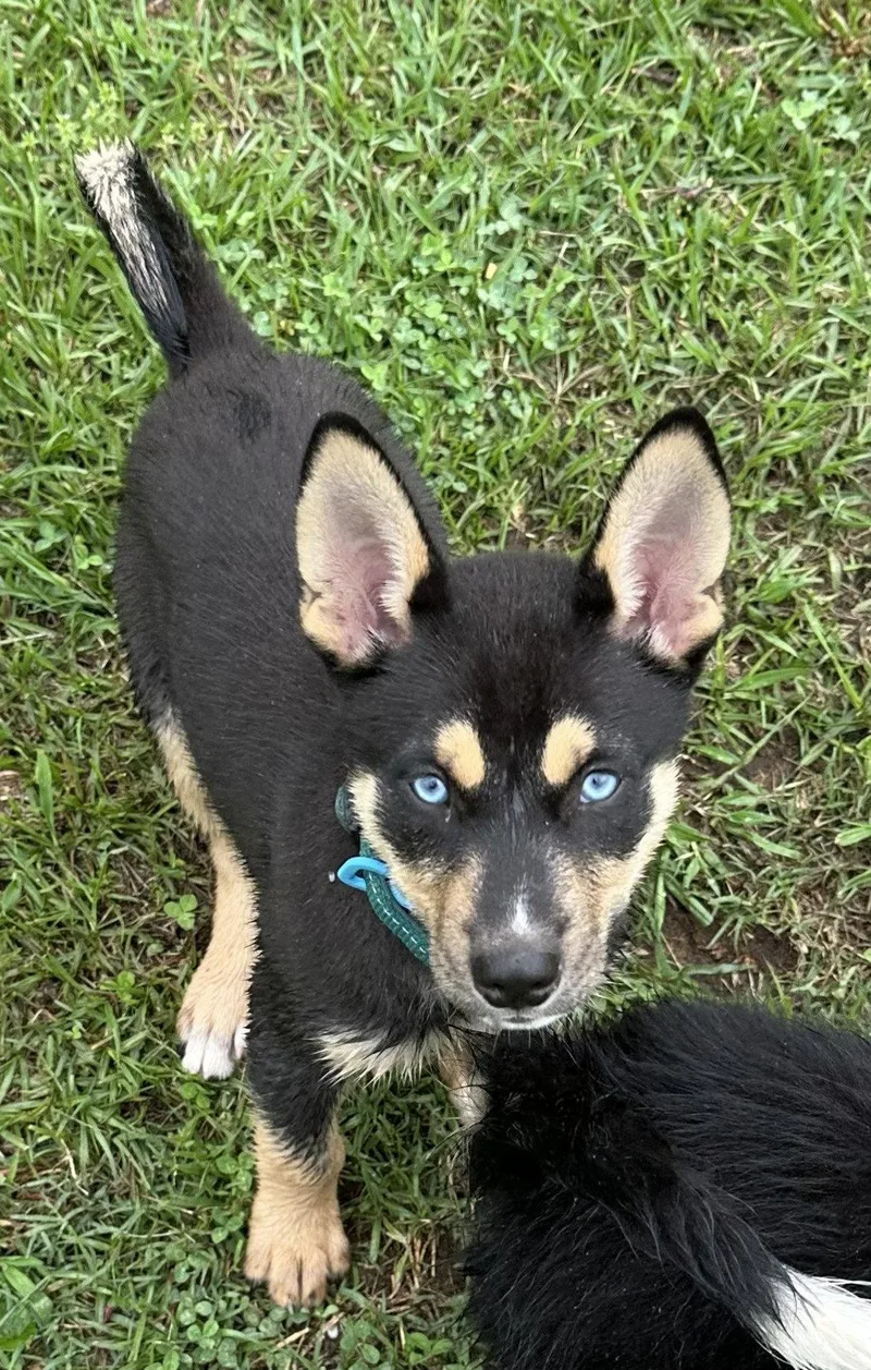 A baby medium-sized male Siberian Husky dog named El Torro for adoption in Cumming, GA