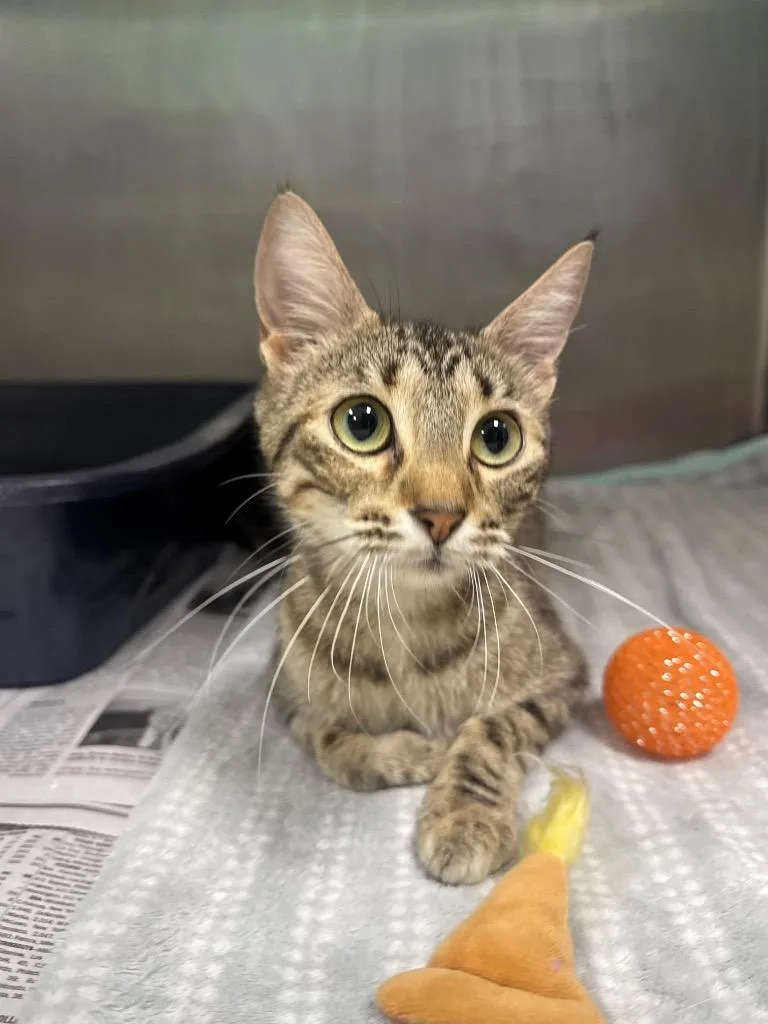A young medium-sized female Domestic Short Hair cat named Alex for adoption in Belton, TX