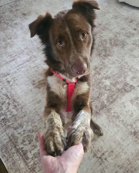 A young medium-sized male Australian Shepherd dog named Waylon for adoption in Alexander, AR