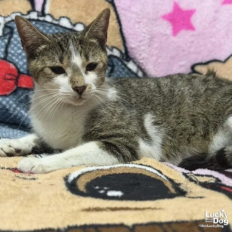 A young medium-sized female Domestic Short Hair cat named Renata for adoption in Washington, DC
