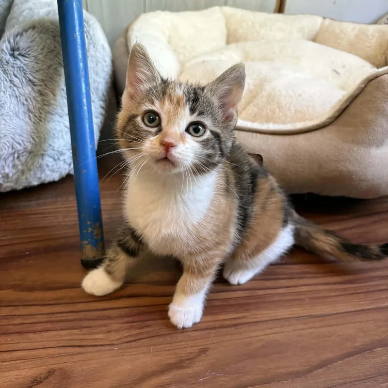 A baby medium-sized female Calico Domestic Short Hair cat named Thistle for adoption in Ona, WV