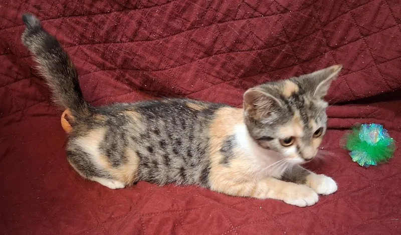 A baby small-sized female Gray & White Domestic Short Hair cat named Miranda for adoption in Greensboro, NC
