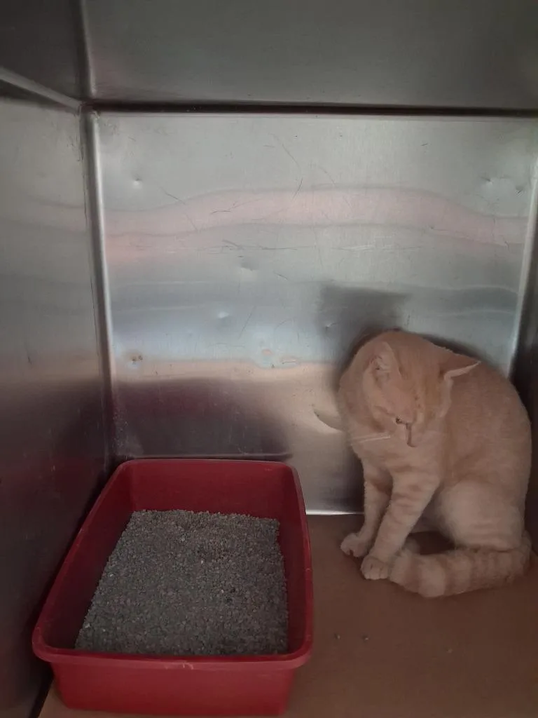 A young large-sized male Domestic Short Hair cat named Miyuki for adoption in Cartersville , GA