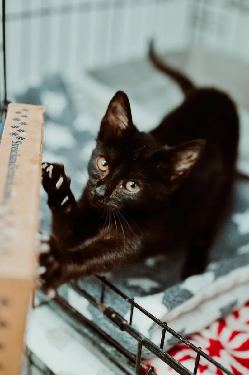 A baby small-sized female Domestic Short Hair cat named Casaeda for adoption in Le Mars, IA