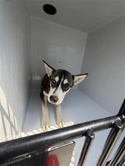 A baby medium-sized male Husky dog named A for adoption in Houston, TX