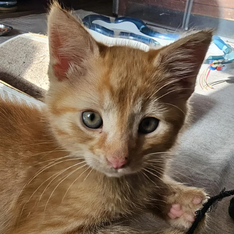 A baby medium-sized male Domestic Short Hair cat named Usps for adoption in Toledo, OH