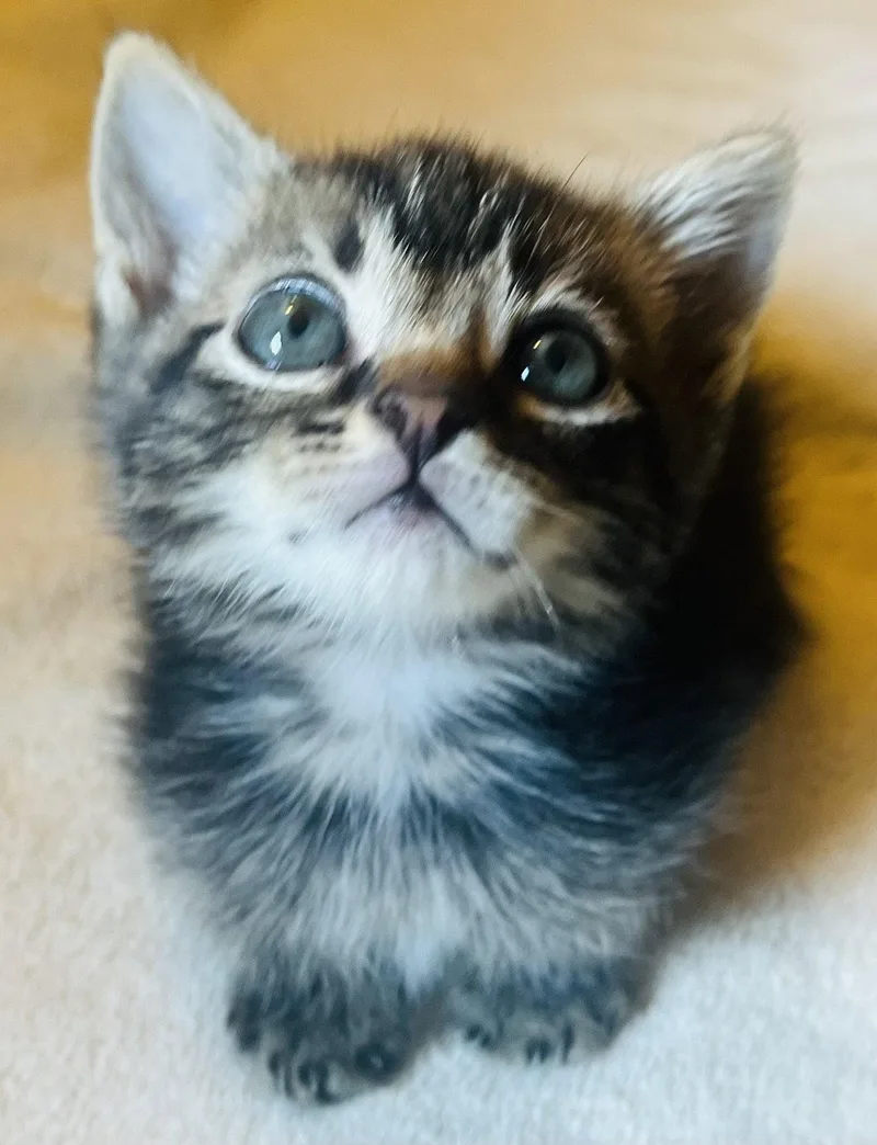 A baby small-sized male Domestic Short Hair cat named Shrew for adoption in Lexington, SC