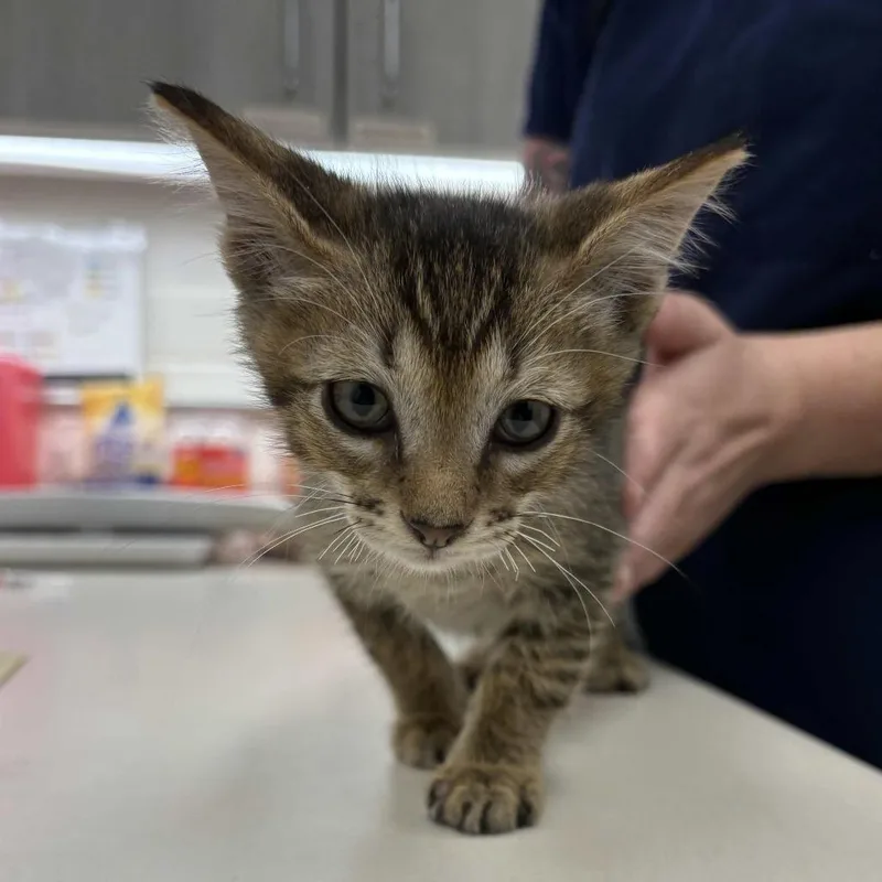 A baby small-sized male Brown / Chocolate Domestic Short Hair cat named Odysseus for adoption in Beaumont, TX