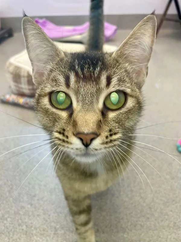 A young medium-sized female Domestic Short Hair cat named Selene for adoption in McMinnville, OR
