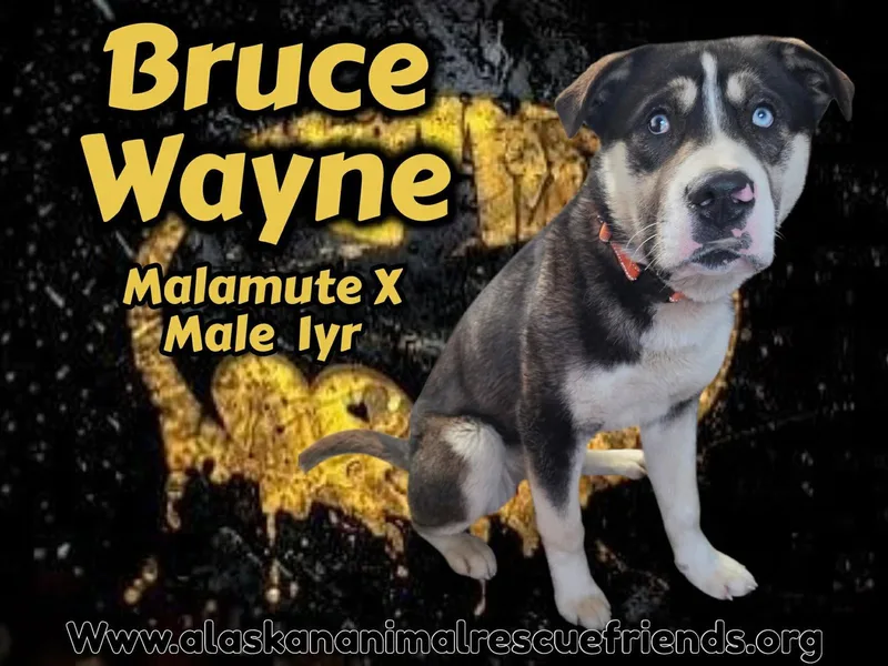 An adult large-sized male Alaskan Malamute dog named Bruce for adoption in Anchorage, AK