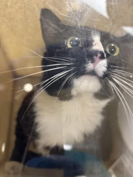 An adult medium-sized male Domestic Short Hair cat named Milton for adoption in Silverdale, WA
