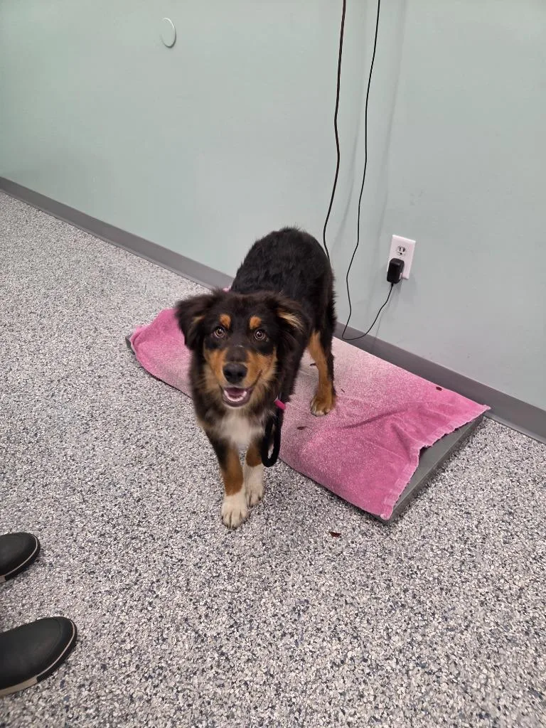 A baby medium-sized male Terrier dog named Payne for adoption in Athens, TN