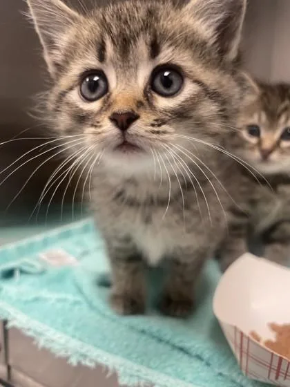 A baby small-sized female Domestic Short Hair cat named Grape for adoption in Roseville, CA