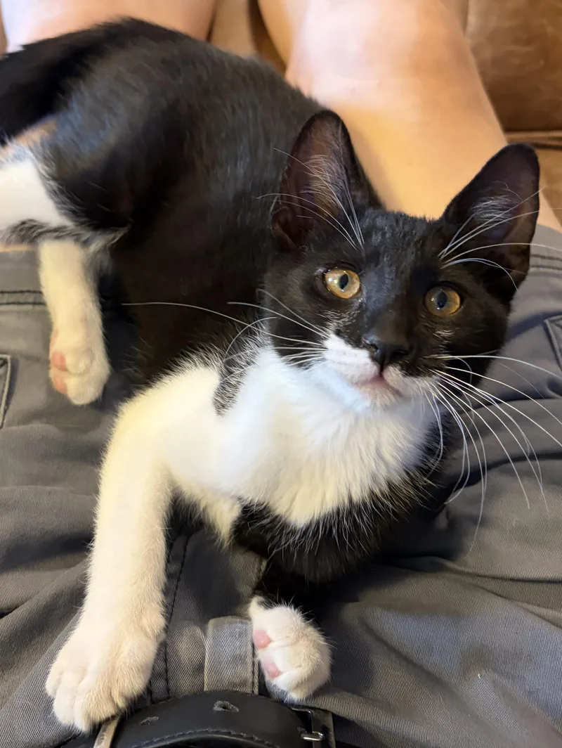 A baby small-sized male Black & White / Tuxedo Domestic Short Hair cat named Liam for adoption in Turnersville, NJ