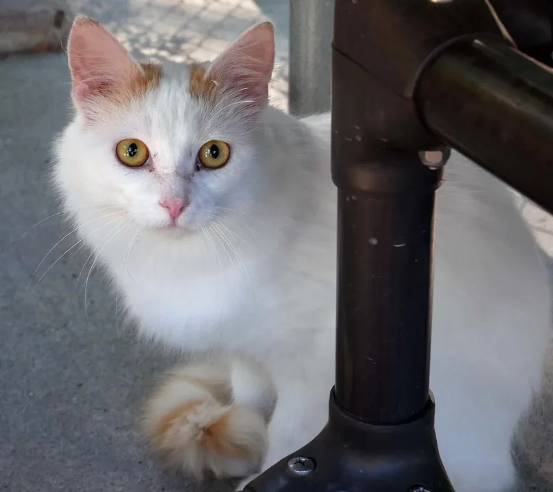 A young small-sized male Domestic Medium Hair cat named Nacho for adoption in Bloomingdale, NJ