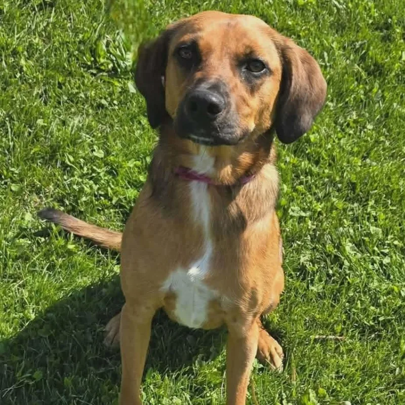 A young medium-sized female Mixed Breed dog named Beatrice for adoption in Joliet, IL