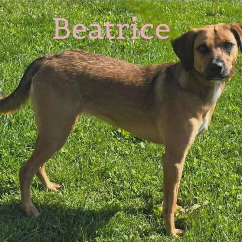 Beatrice thumbnail 2