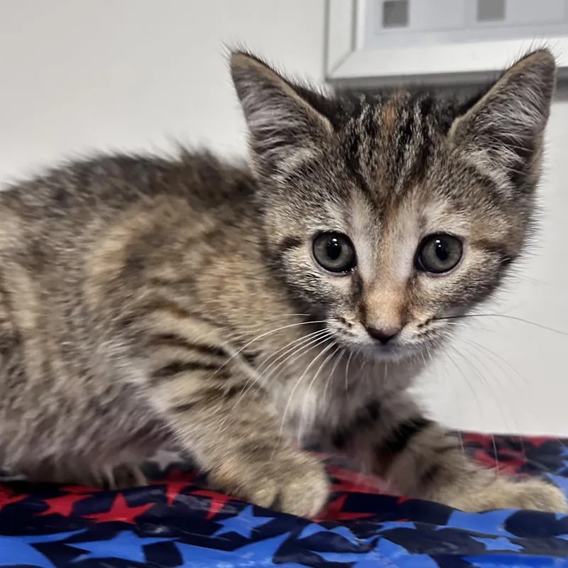 A baby small-sized male Torbie Domestic Short Hair cat named Rusev for adoption in Fredericksburg, VA