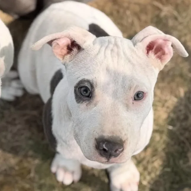 A baby large-sized male White / Cream Pit Bull Terrier dog named Louis Chewton for adoption in Cranston, RI