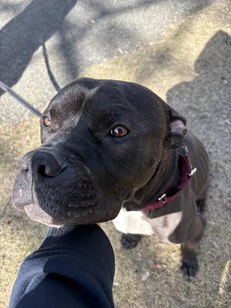 A young large-sized male Black Boxer dog named Bowser for adoption in West Warwick, RI