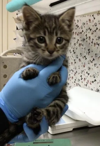 A baby small-sized female Domestic Short Hair cat named Keisha for adoption in Riverside, CA