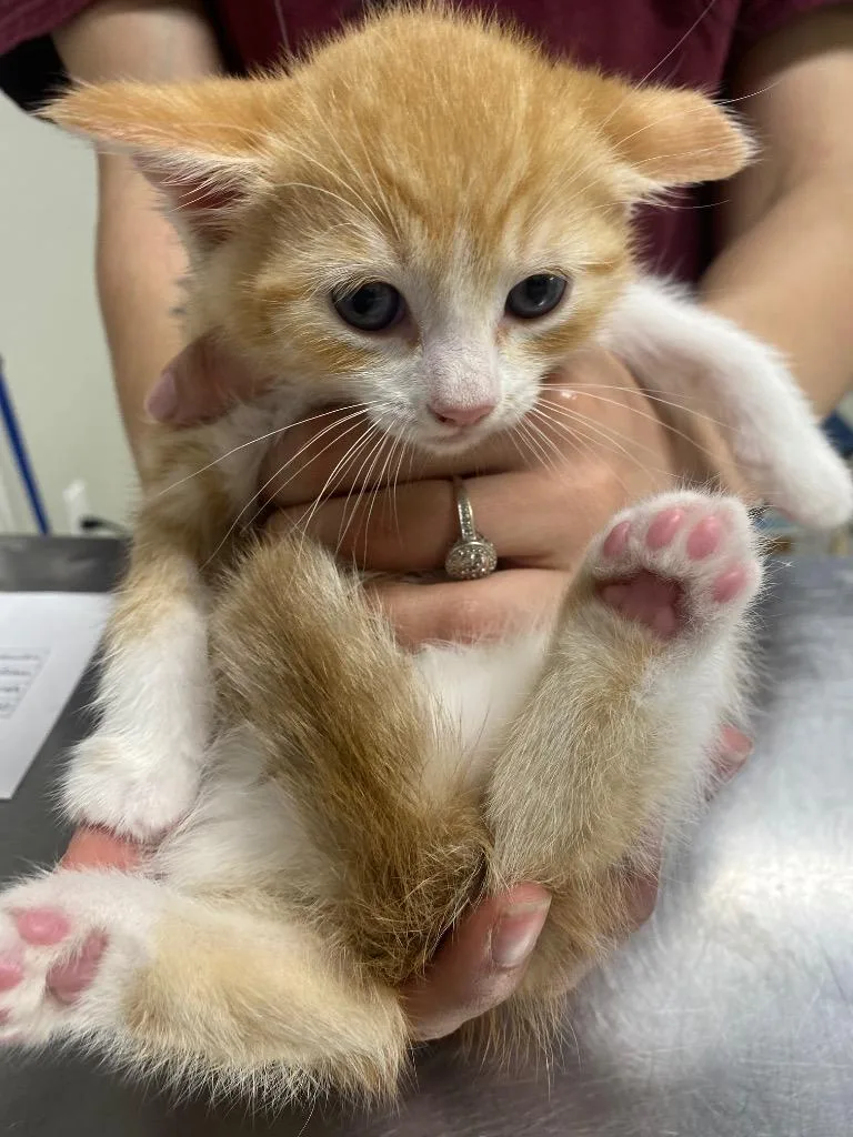 A baby medium-sized female Domestic Short Hair cat named Huntress for adoption in Fall River, MA