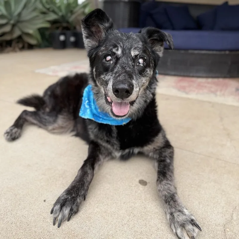 A senior large-sized male Black Shepherd dog named Wolfie for adoption in Ramona, CA