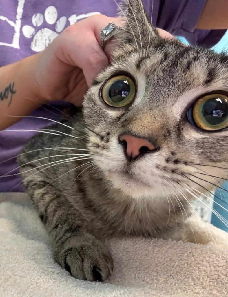 An adult small-sized female Domestic Short Hair cat named Lilly for adoption in Frankfort, KY