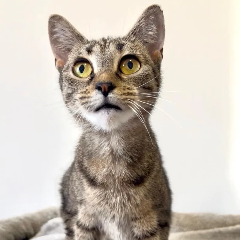 An adult medium-sized female Gray / Blue / Silver Domestic Short Hair cat named Miso for adoption in Medford, NJ