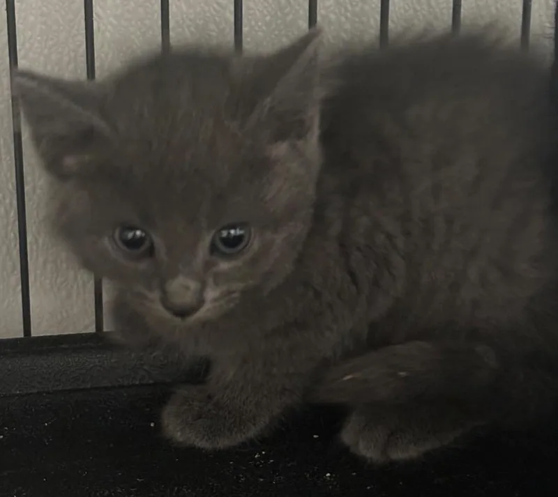 A baby medium-sized female Domestic Short Hair cat named Kiara for adoption in Saginaw, MI