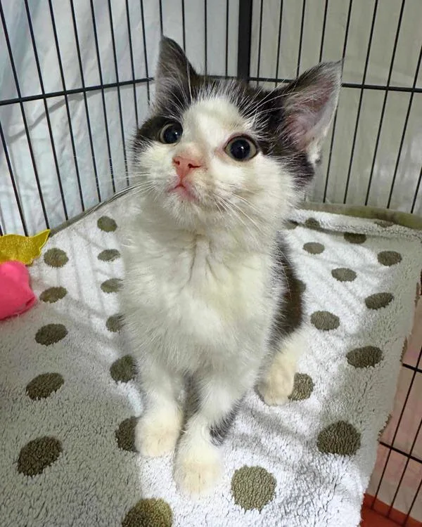 A baby small-sized female Domestic Short Hair cat named Equinox for adoption in Novato, CA