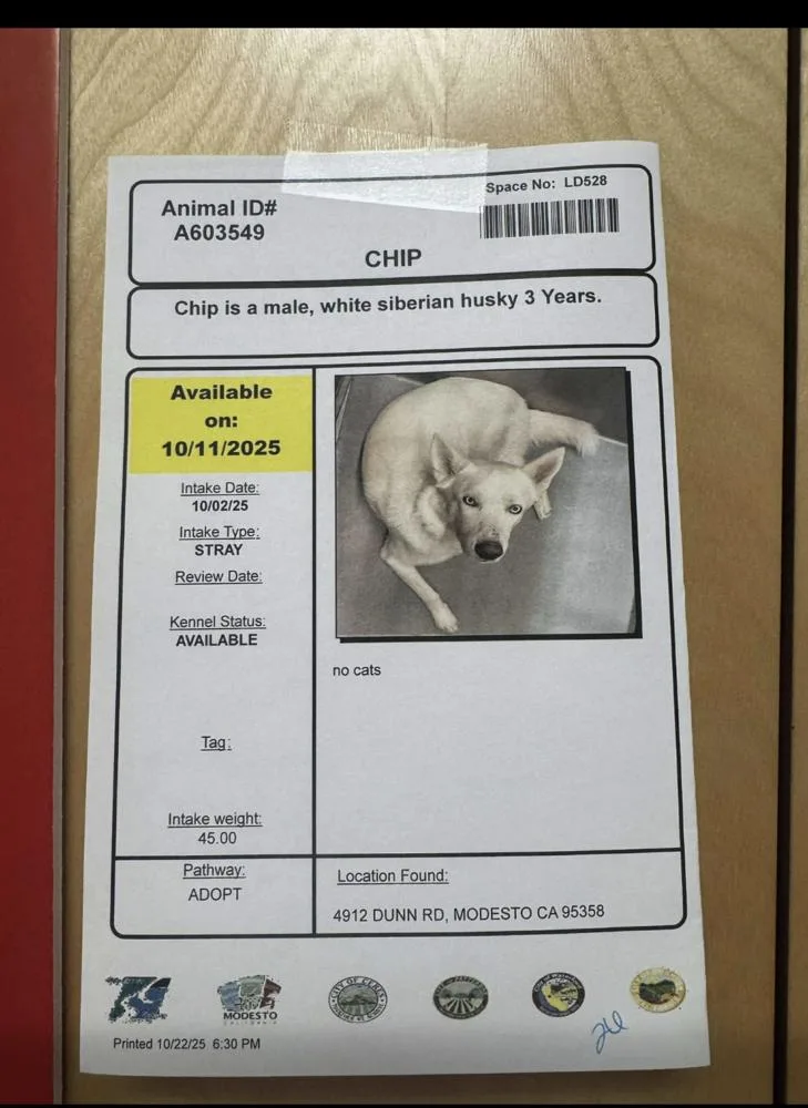 An adult medium-sized male White / Cream Siberian Husky dog named Sasa Chip for adoption in Tigard, OR