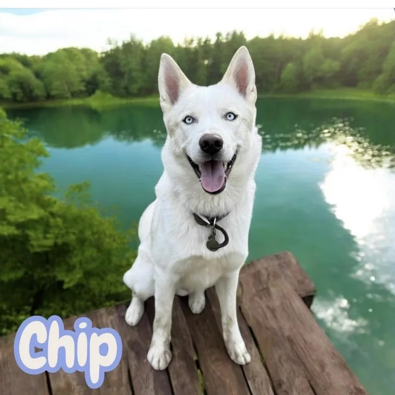 Sasa Chip thumbnail 4