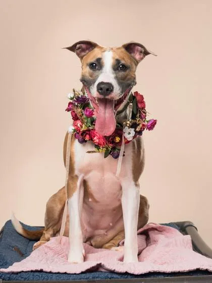 An adult large-sized female Mixed Breed dog named Melon for adoption in Atlanta, GA