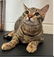 A young small-sized female Brown / Chocolate Domestic Short Hair cat named Pizza for adoption in Plymouth, MN