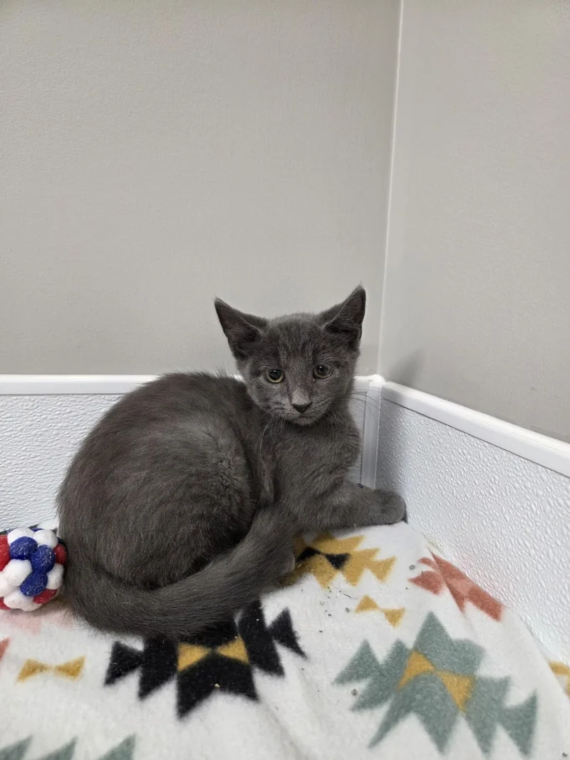 A baby medium-sized male Gray / Blue / Silver Domestic Short Hair cat named Clorox for adoption in Shepherdsville, KY